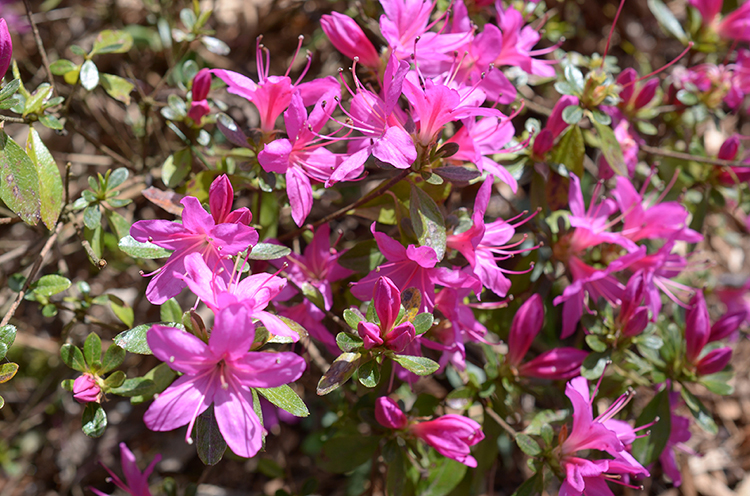 Parc oriental de Maulévrier : Hanami Parc oriental de Maulévrier : Hanami