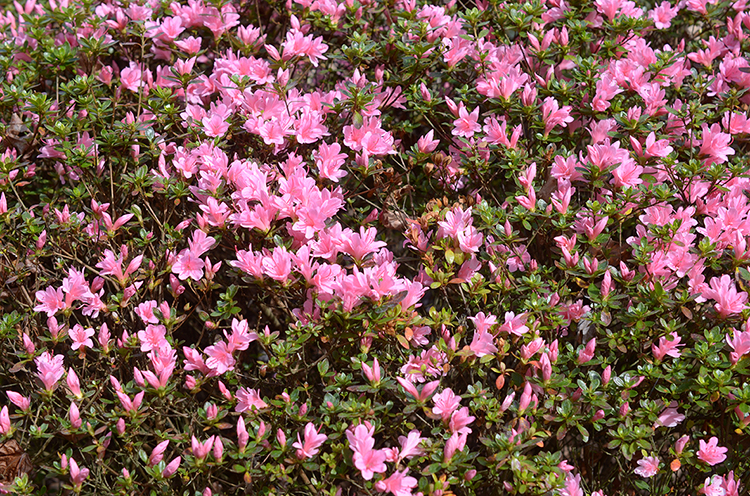 Parc oriental de Maulévrier : Hanami Parc oriental de Maulévrier : Hanami