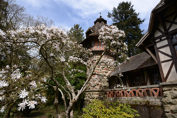 Parc oriental de Maulévrier : Hanami Parc oriental de Maulévrier : Hanami