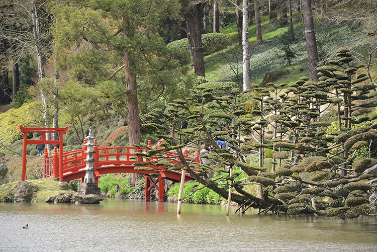 Parc oriental de Maulévrier : Hanami Parc oriental de Maulévrier : Hanami