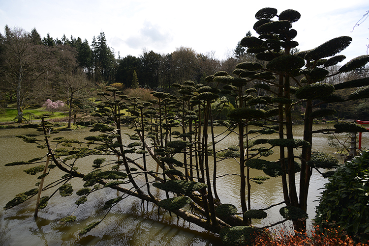 Parc oriental de Maulévrier : Hanami Parc oriental de Maulévrier : Hanami