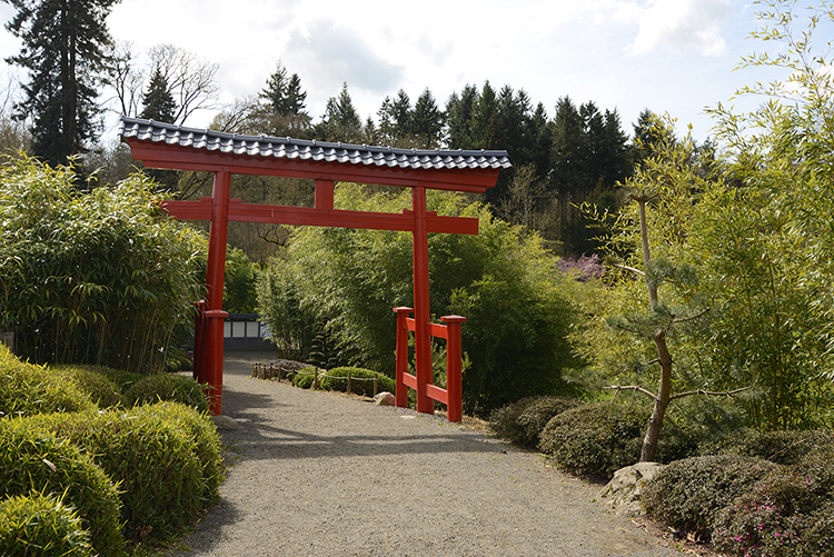 Parc oriental de Maulévrier : Hanami Parc oriental de Maulévrier : Hanami