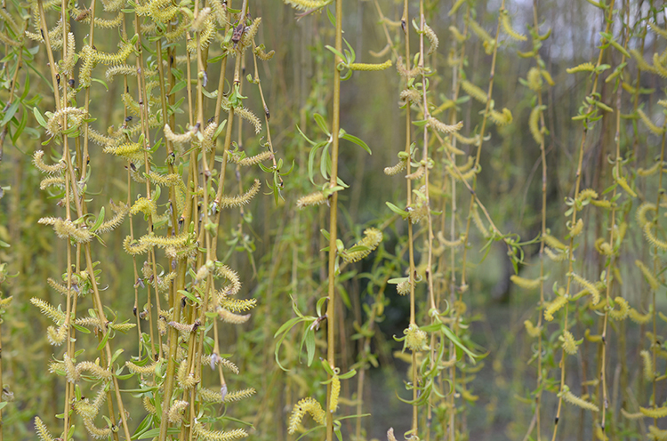 Parc oriental de Maulévrier : Hanami Parc oriental de Maulévrier : Hanami