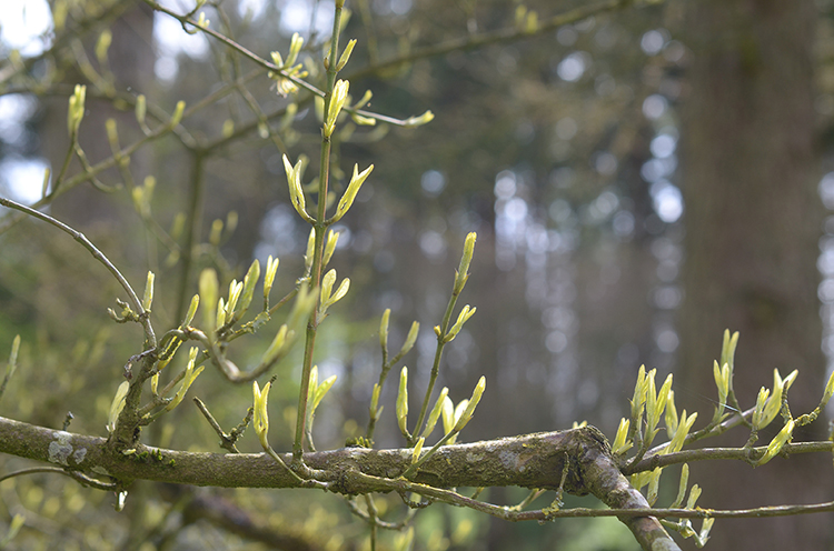 Parc oriental de Maulévrier : Hanami Parc oriental de Maulévrier : Hanami