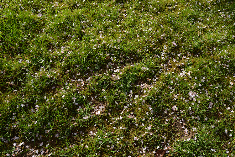 Parc oriental de Maulévrier : Hanami Parc oriental de Maulévrier : Hanami