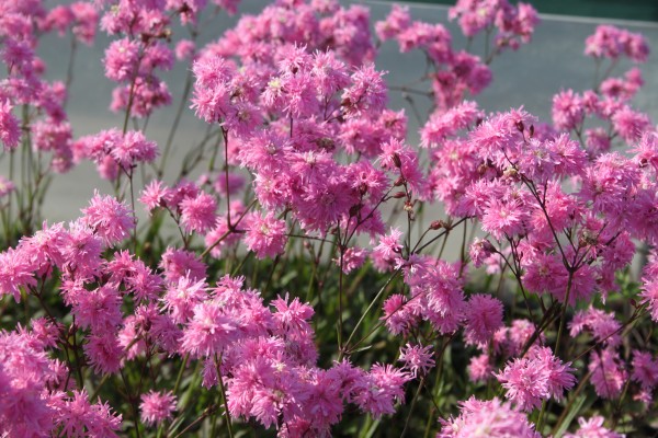 Lychnis flos-cuculi 'Jenny' Lychnis flos-cuculi 'Jenny'