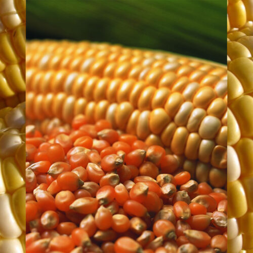 mais-1200px maïs • céréale