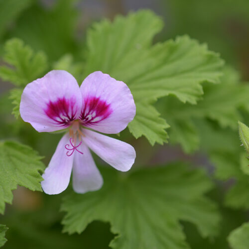 pelargonium lemon fancy1 pelargonium lemon