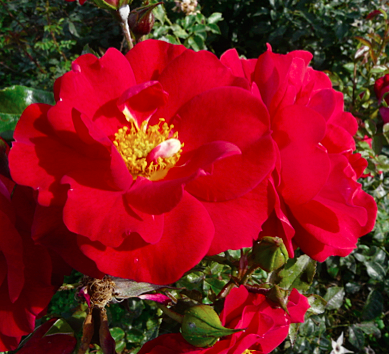rose-garance-verdun